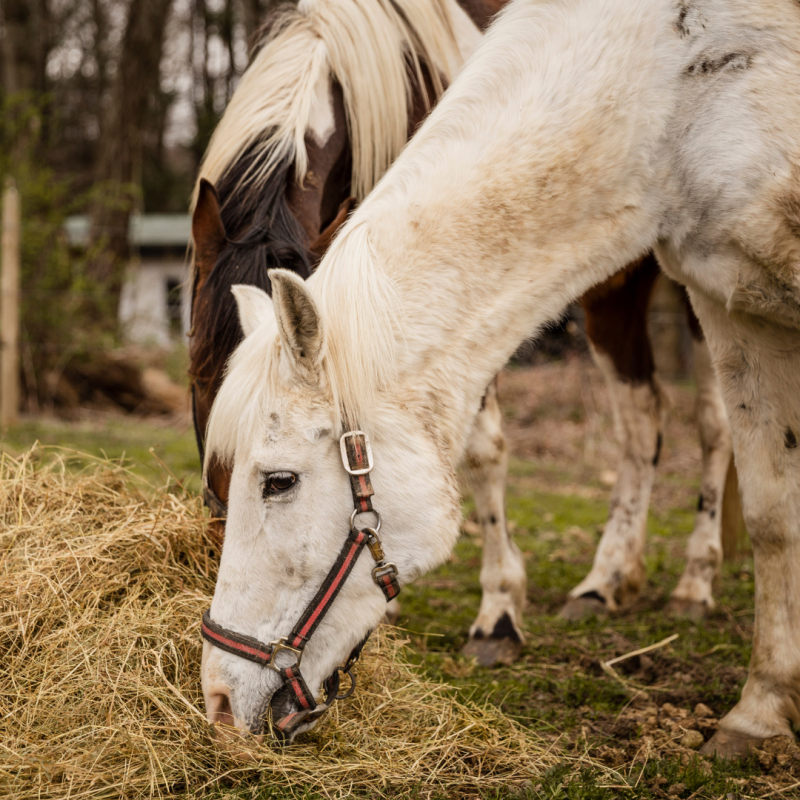 Želučani čirevi kod konja