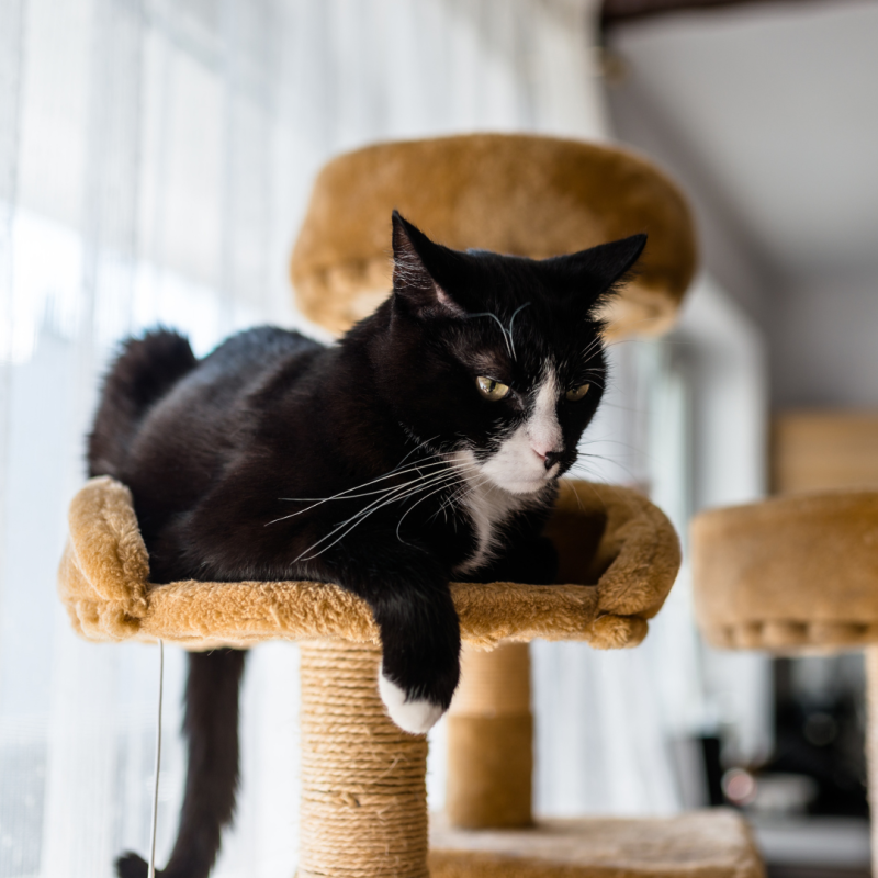 Zašto mački kupiti grebalicu?