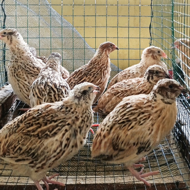 Zašto se prepelice međusobno kljucaju i kako to spriječiti?