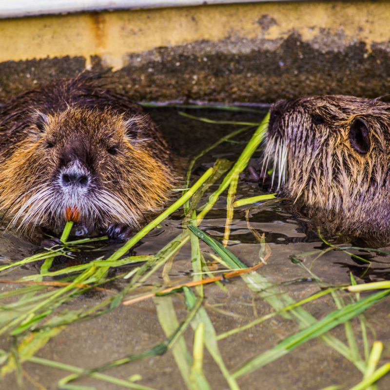 Kako uzgajati nutrije?