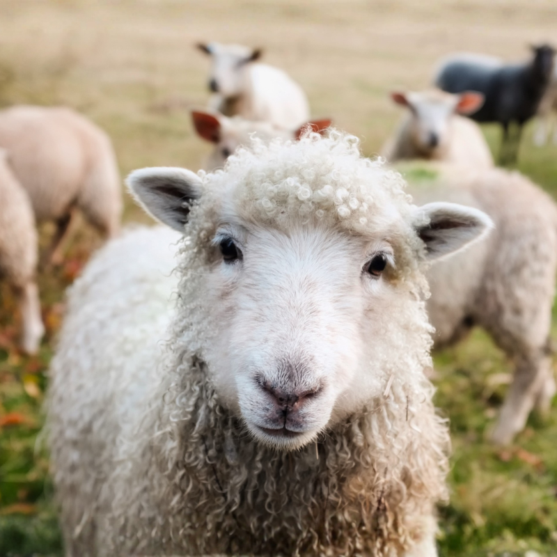 Počinjete s uzgojem ovaca? Ovo biste trebali znati