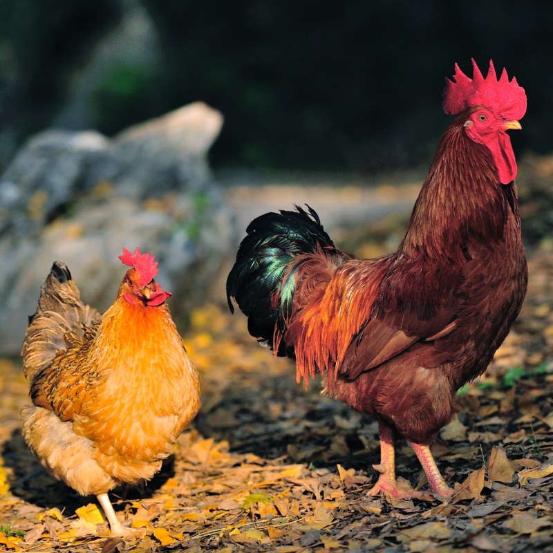 7 savjeta kako pripremiti kokoši za hladnije vrijeme