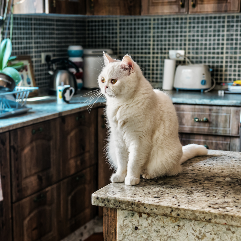 Kako odviknuti mačku od skakanja na zabranjena mjesta?