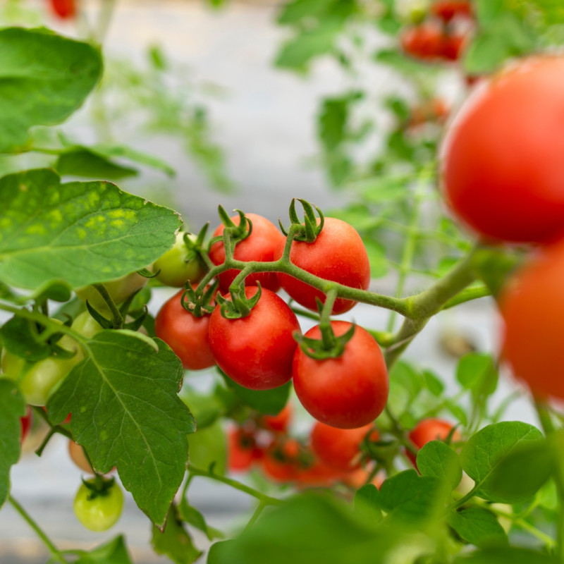 Biljke prikladne za početnike u vrtlarstvu