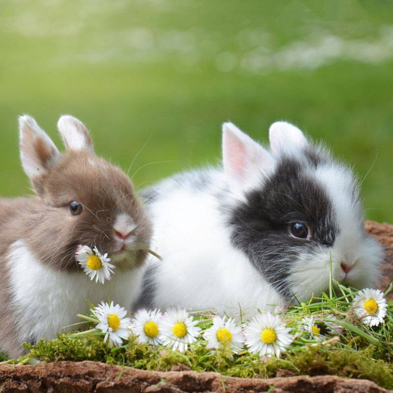 Što je cekotrofija?