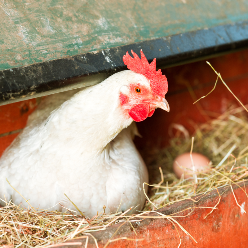 Koliko jaja snese kokoš godišnje?