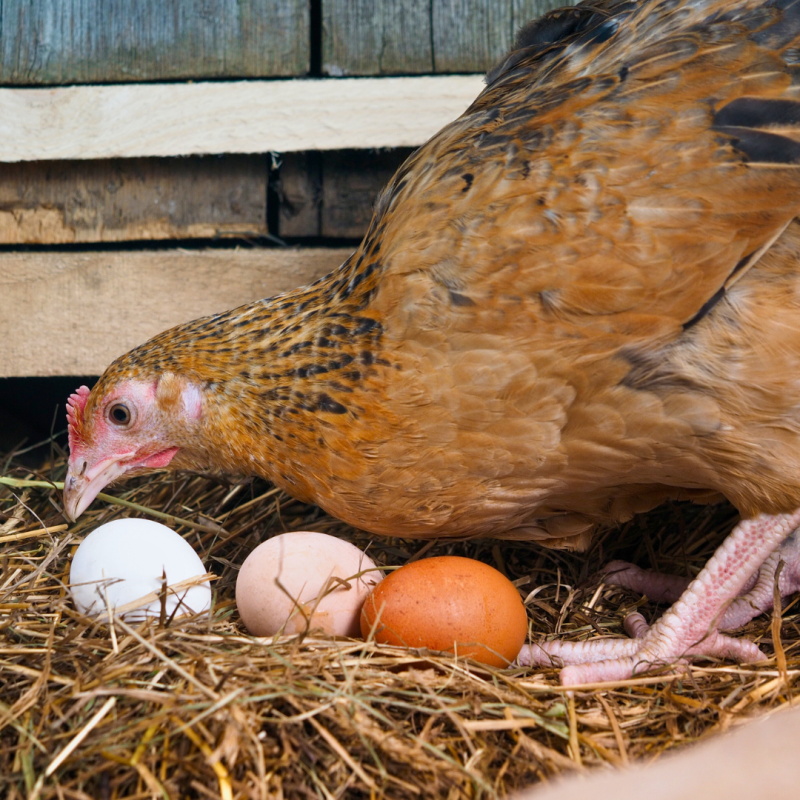 Je li potrebno pratiti produktivnost peradi?