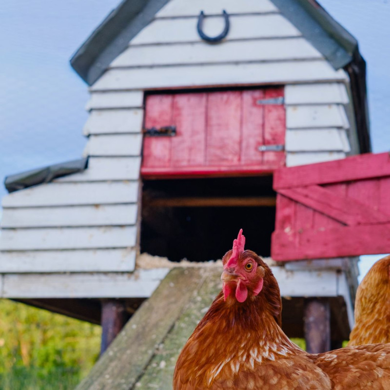 Kako riješiti vlagu u kokošinjcu?