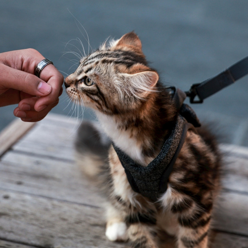 Kako naučiti mačku hodati na povodcu?
