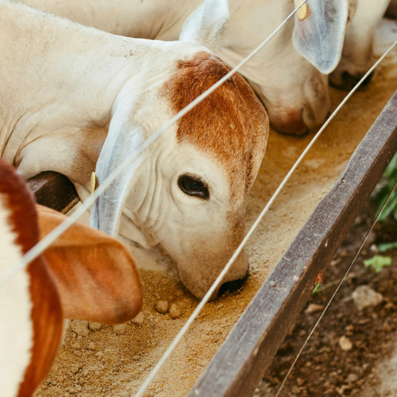 Kućne krmne smjese: na što treba obratiti pažnju