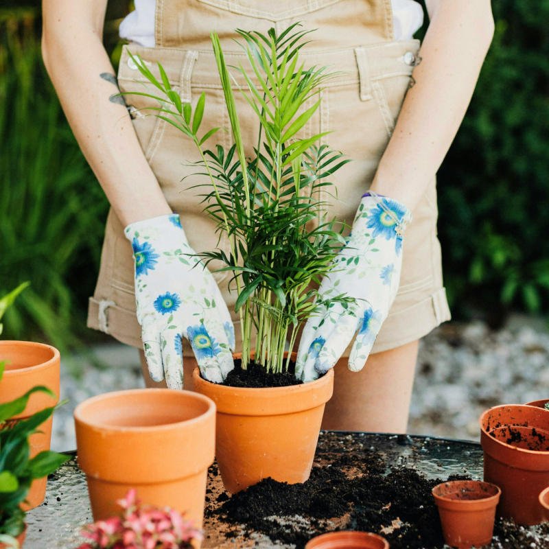 Biljke prikladne za početnike u vrtlarstvu